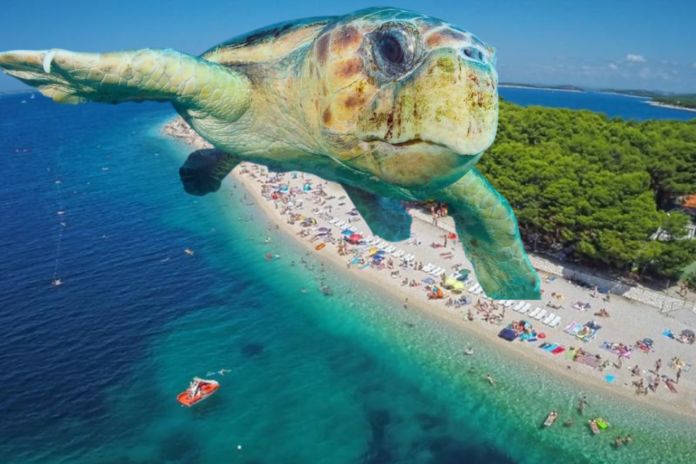 Neobična opasnost na Jadranu – glavata želva u Kaštelima